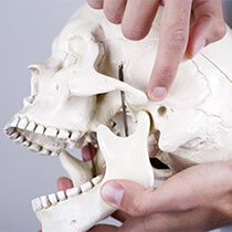 Astoria TMJ Therapy person holding model skull
